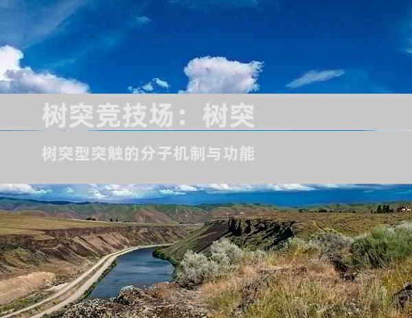 树突竞技场：树突树突型突触的分子机制与功能